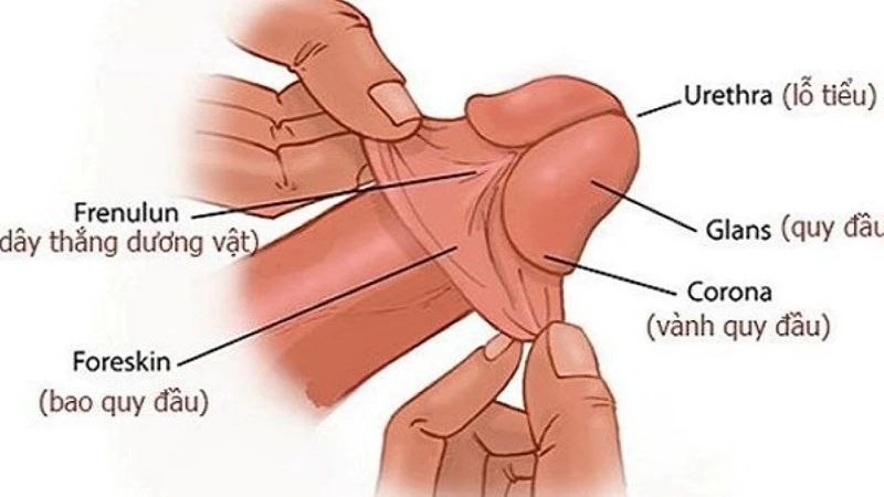 Cấu tạo dương vật - cơ chế cương dương ở nam giới