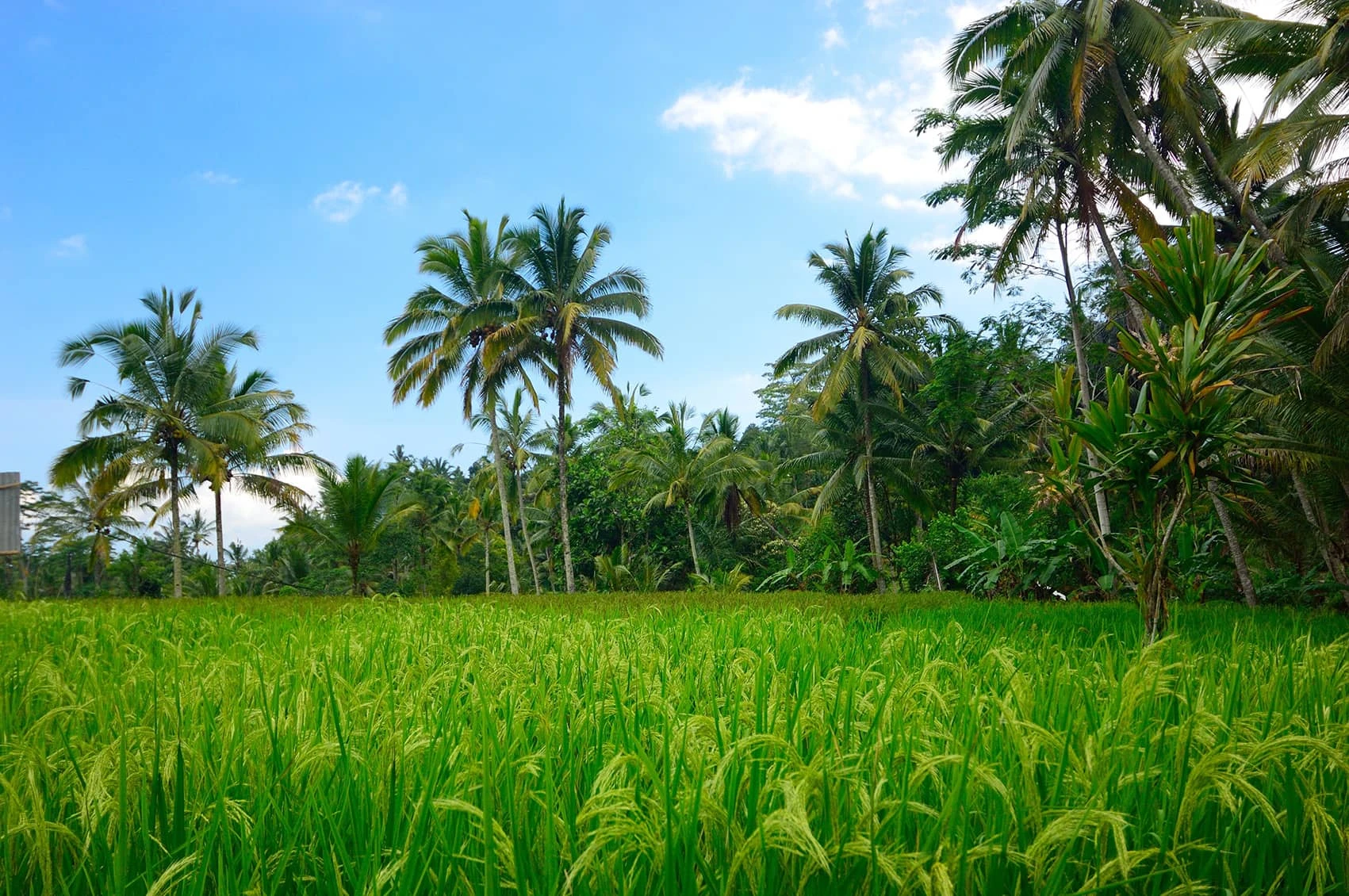 Tranh Dán Tường Phong Cảnh